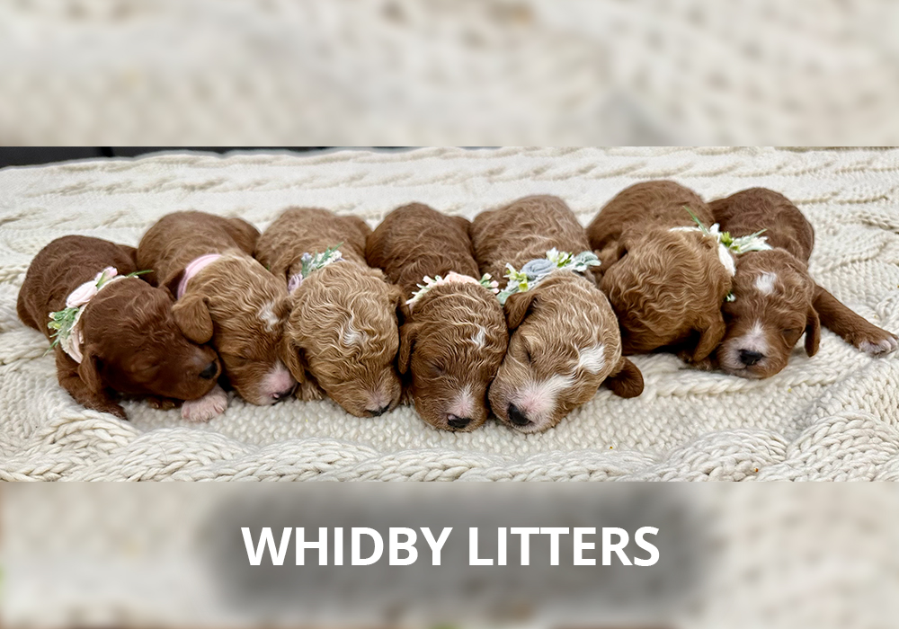 whidby-litters