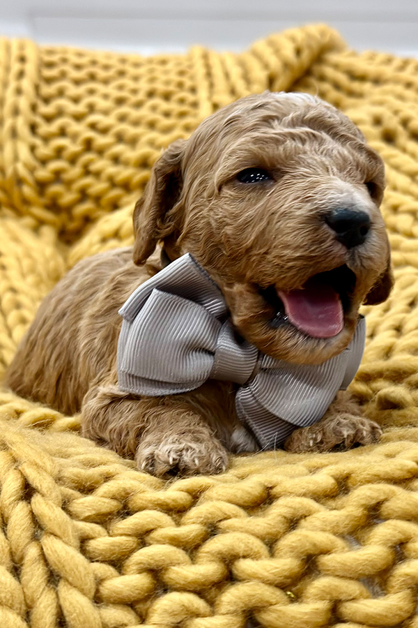 mini goldendoodle puppy